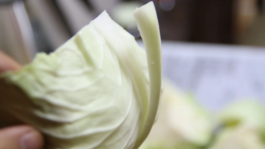 양배추 줄기 손질 모습