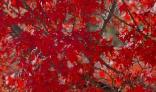 태백시 철암 단풍군락지