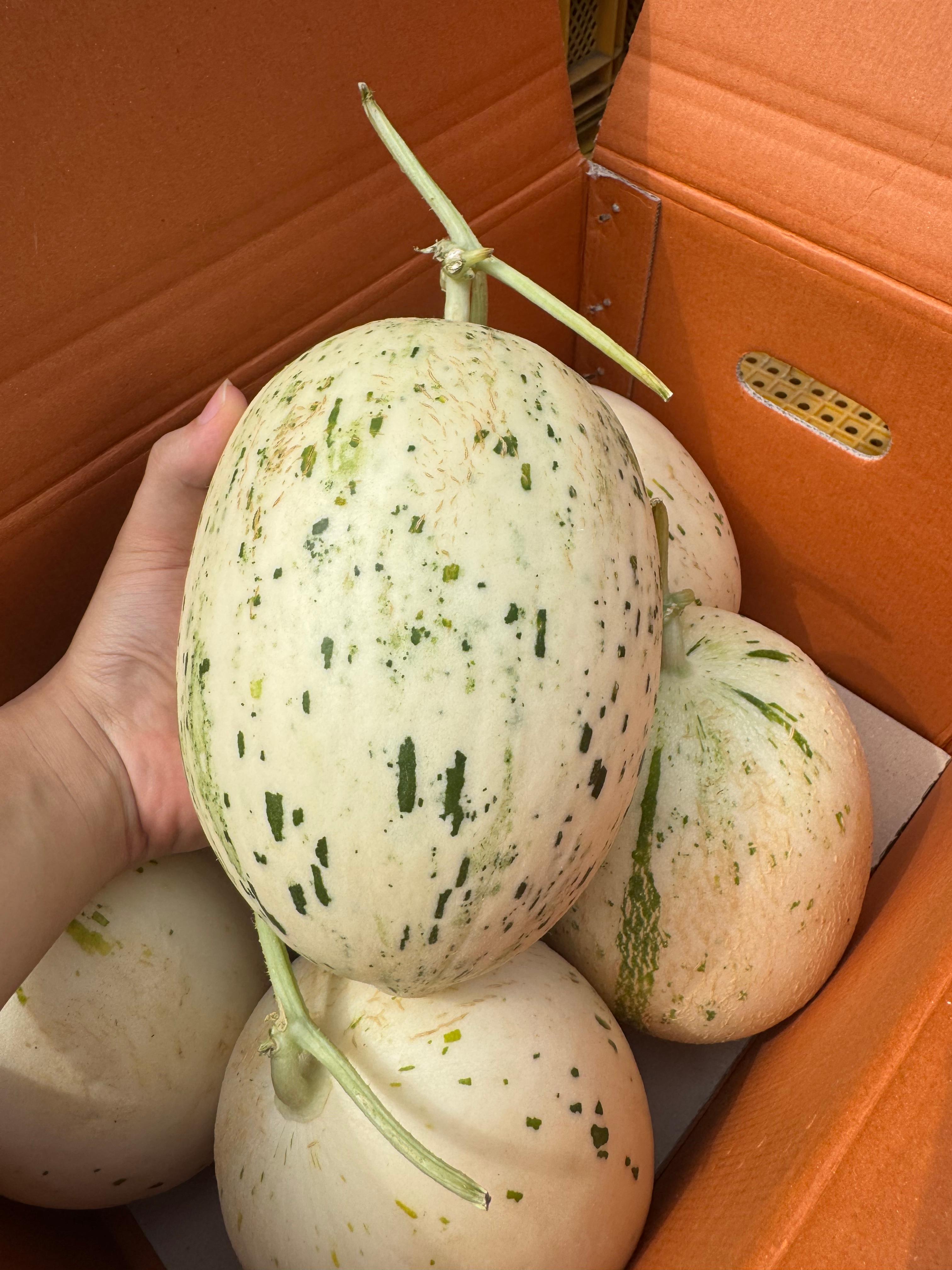 가야백자멜론 건강