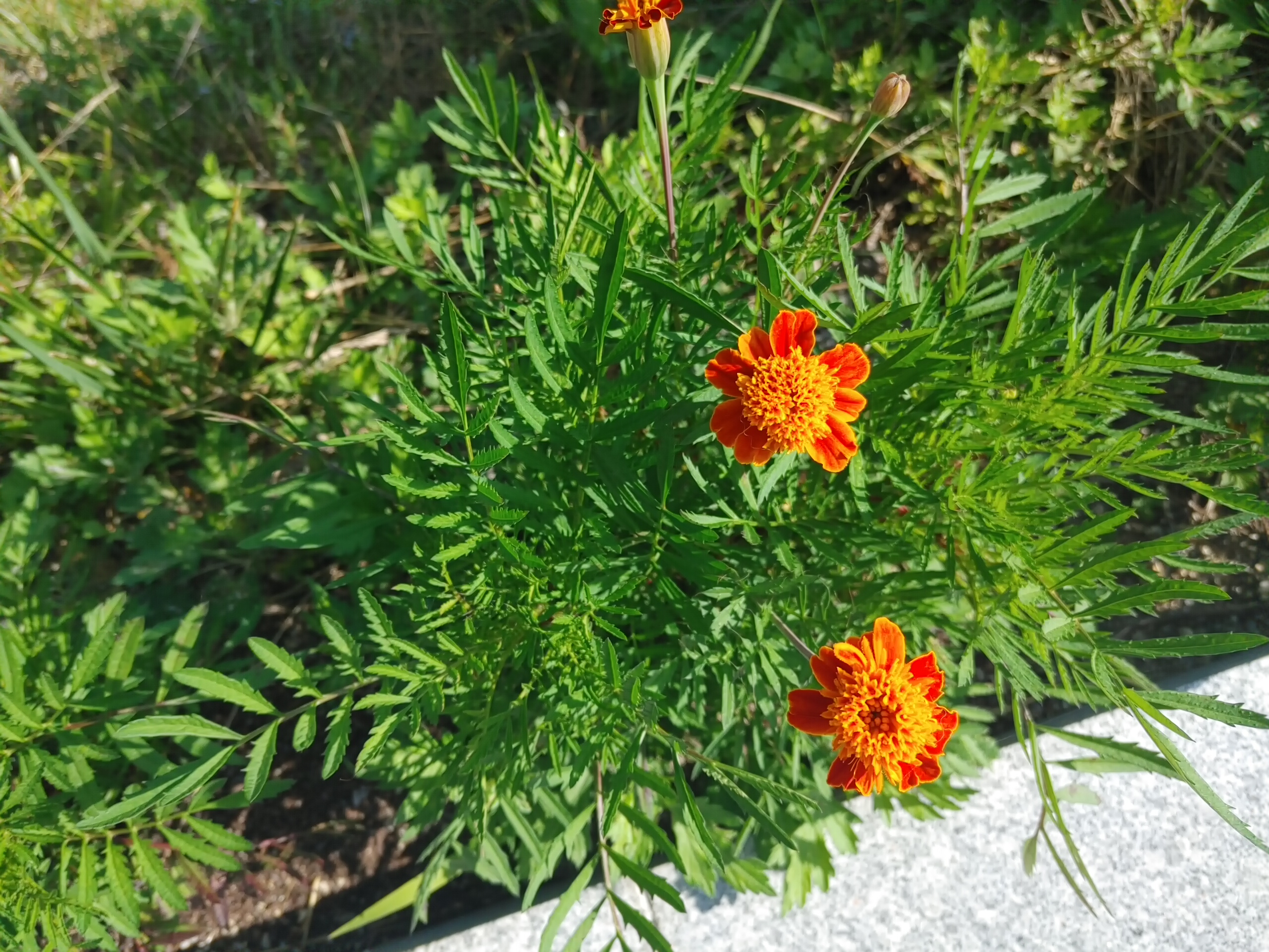 속리산 숲체험 휴양마을 꽃들