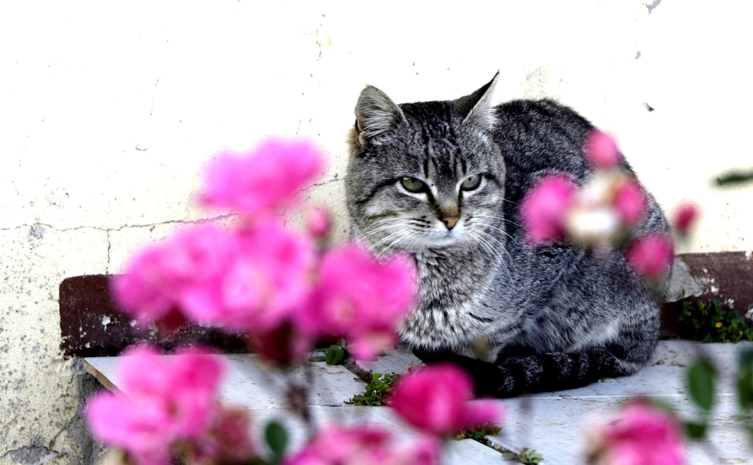 Caregiver