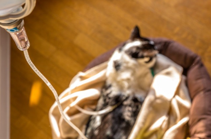 링거를 맞고 있는 고양이.