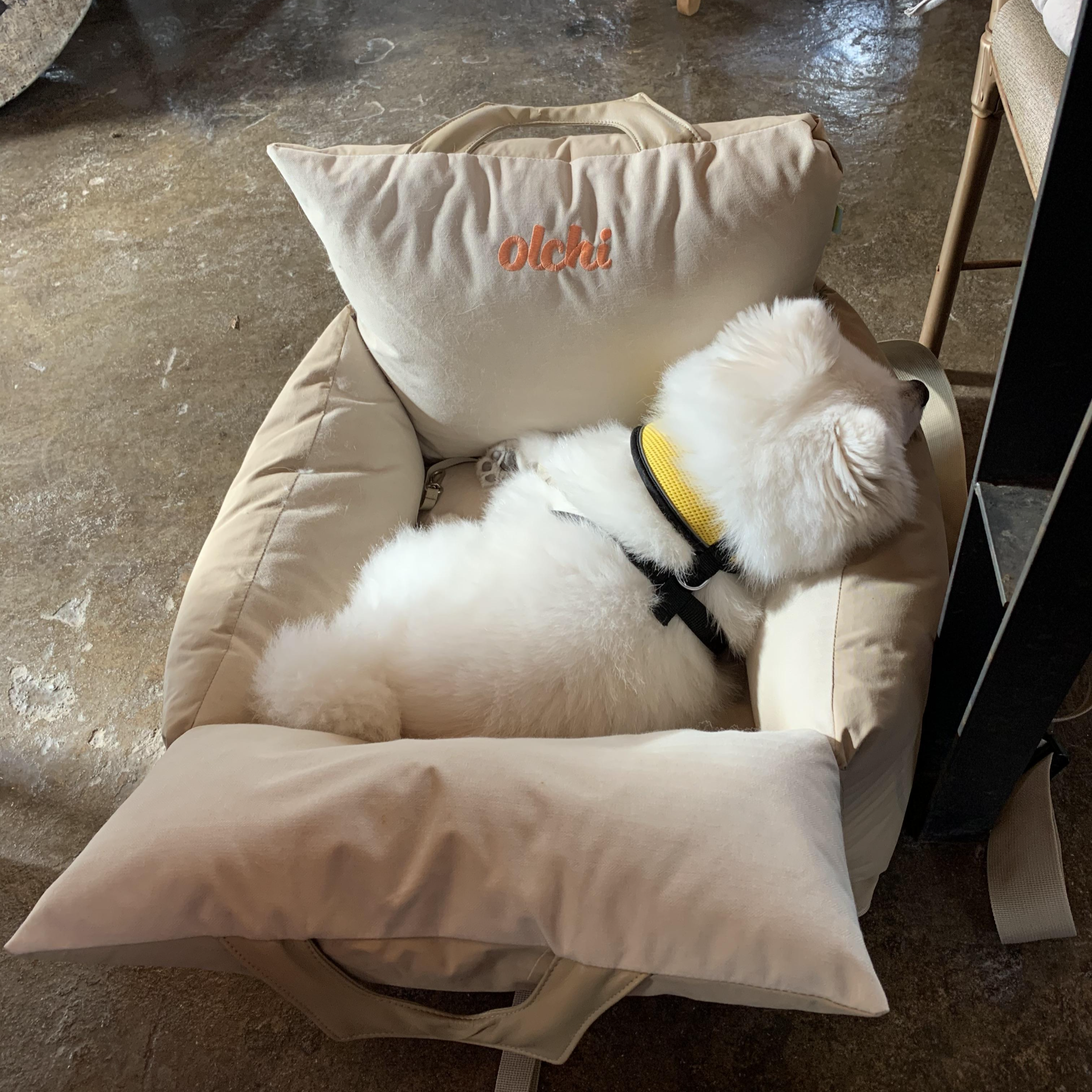 제주 애견동반여행