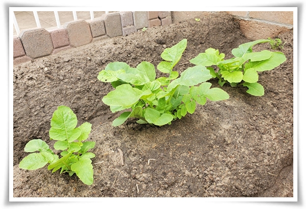 텃밭 &quot;5월에 심기 좋은 작물&quot; 초보도 척척, 실패 없이 풍성하게 수확하는 법!