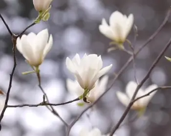 천리포수목원 목련 축제_4