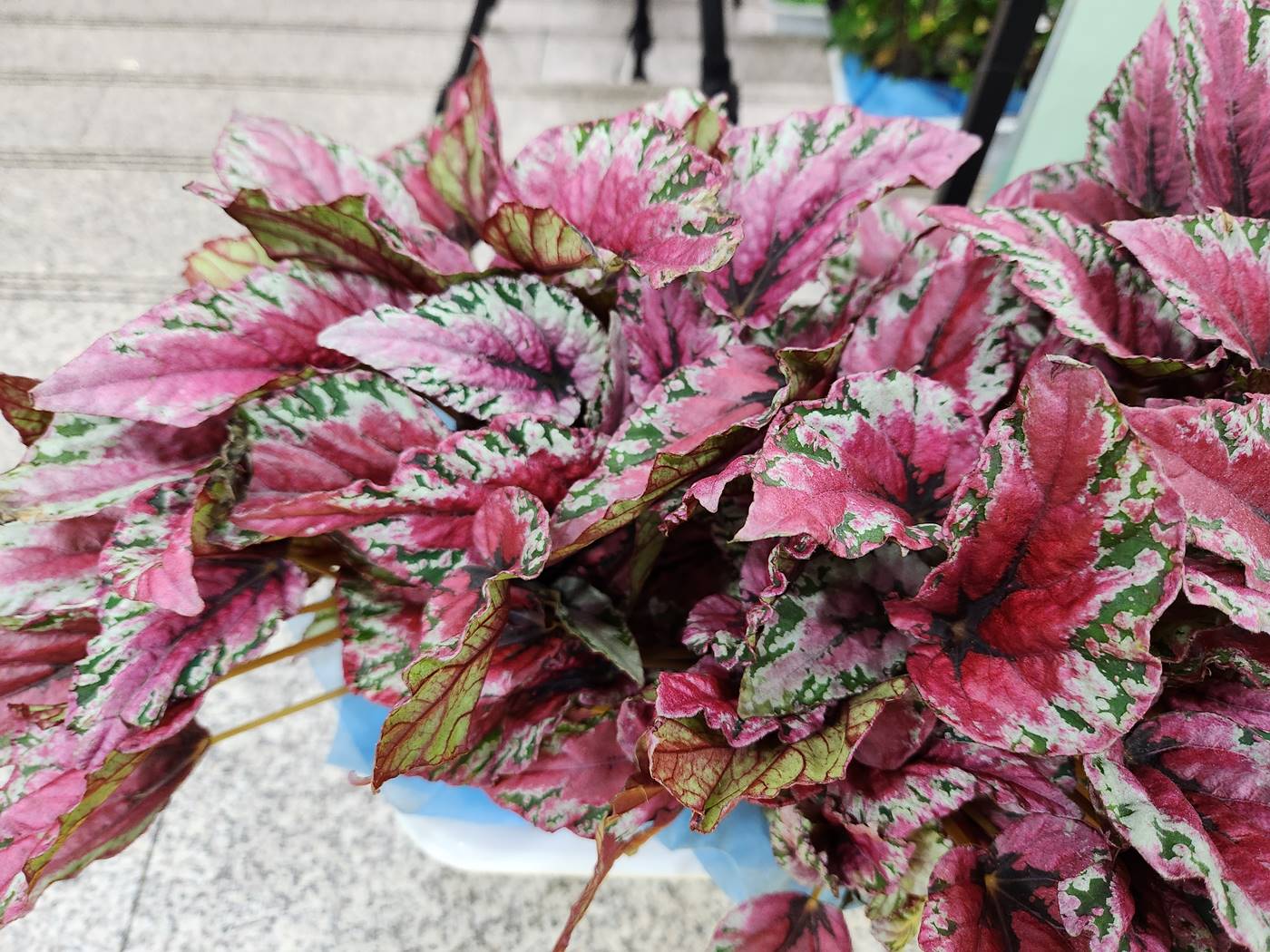 베고니아 마우이선셋 Maui Sunset