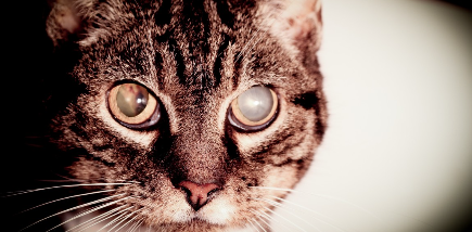 고양이가 백내장