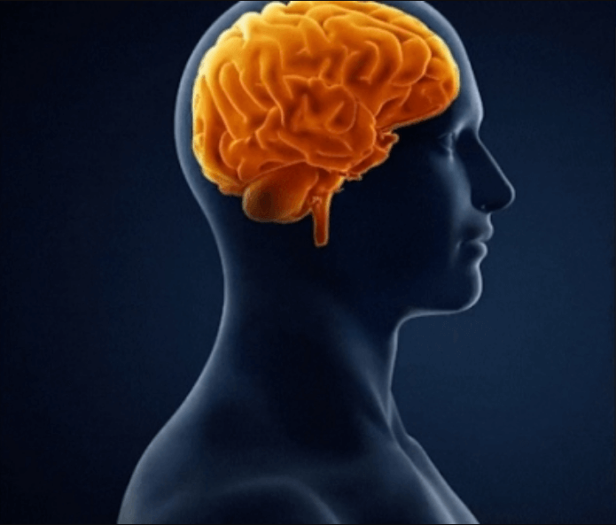 트립토판-뇌-모습