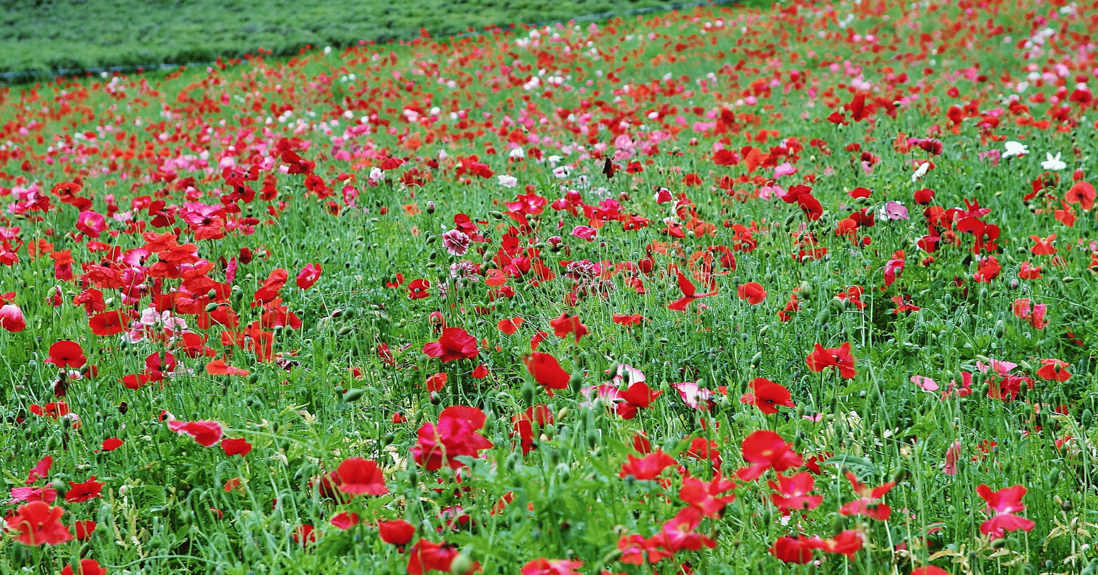 홋카이도라벤더