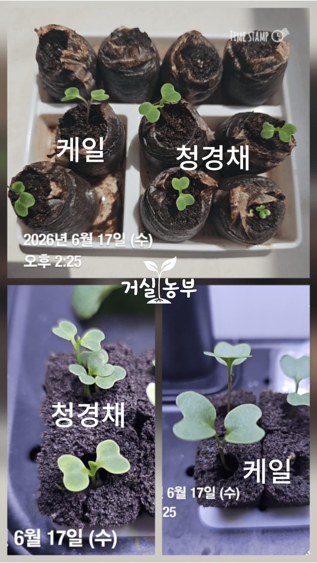 수경재배기에서 자라던 케일과 청경채 모종을 피트모스로 이식한 모습