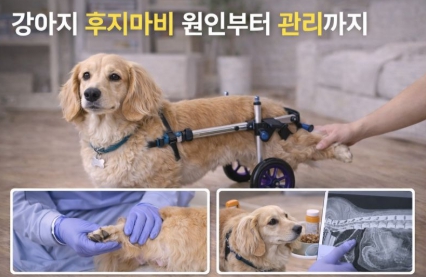 강아지 후지마비 원인부터 관리까지 관련 사진