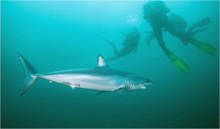 롱핀-마코상어2