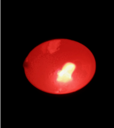 히토류 가격 동향과 전망, 2025년 시세 완전정리