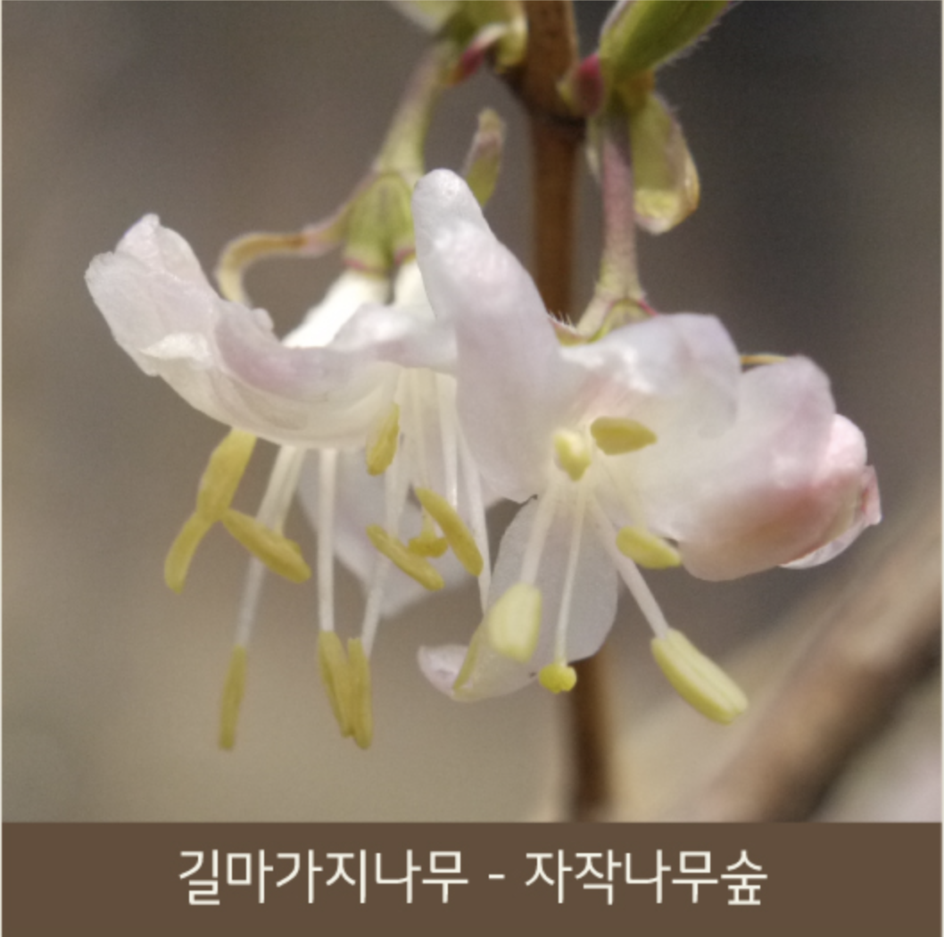 화담숲 봄 수선화 축제