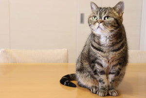 겉보기의 고양이