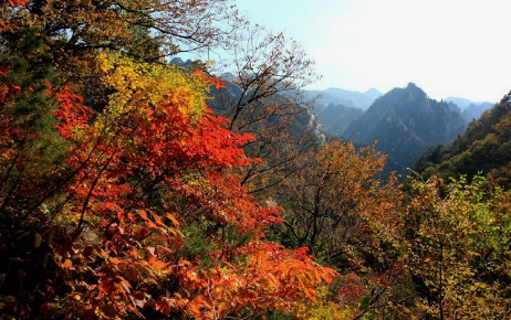 2024년 단풍절정시기