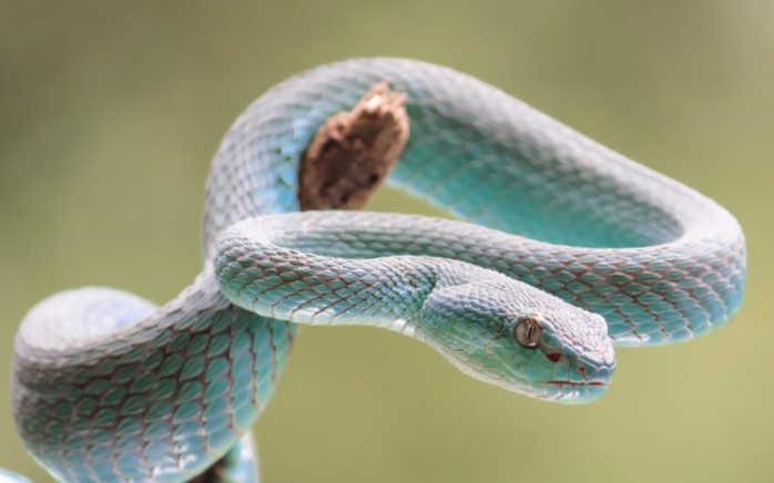 푸른뱀이 나뭇가지에 걸터있는 모습