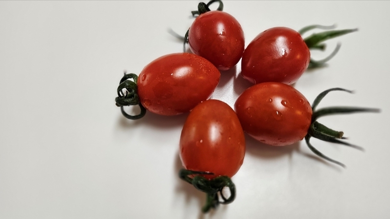 스테비아토마토4