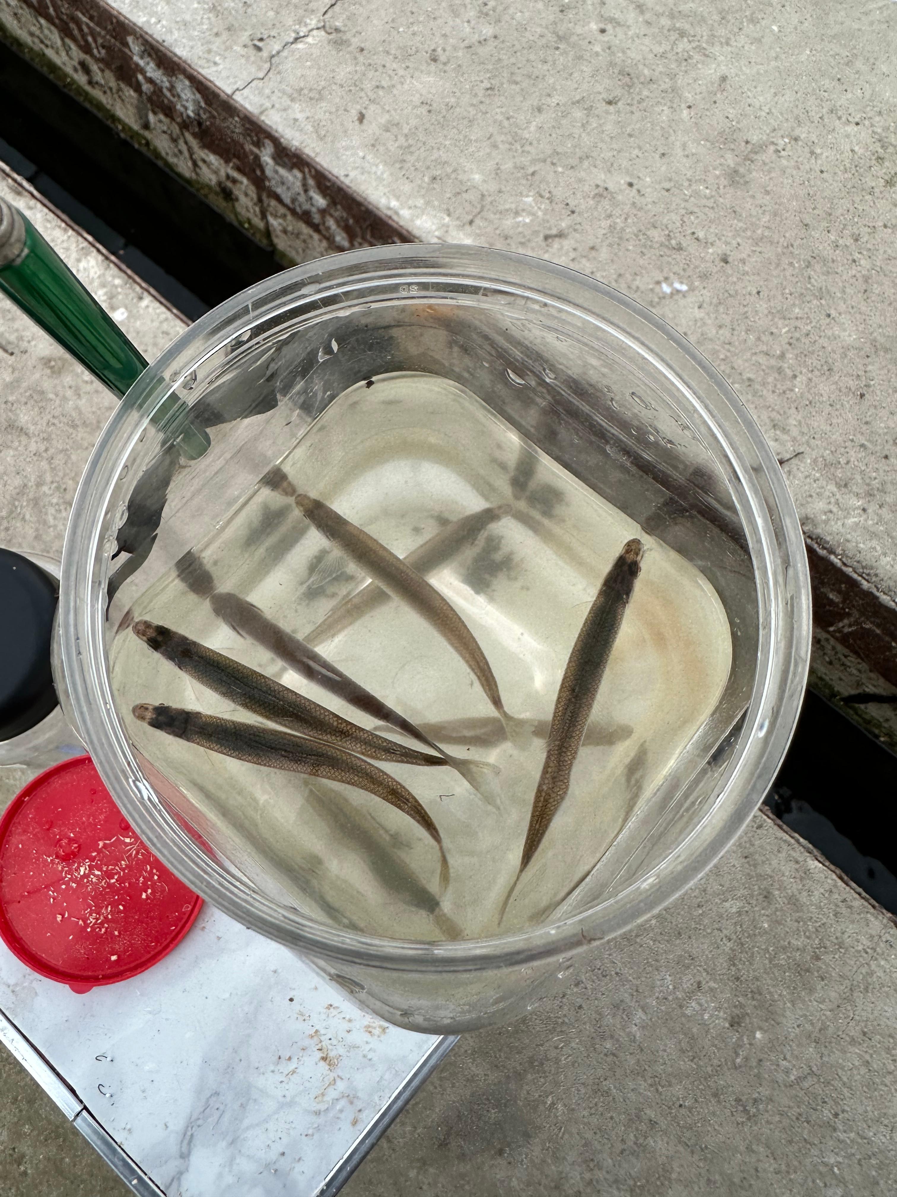 빙어 낚시 관련 사진