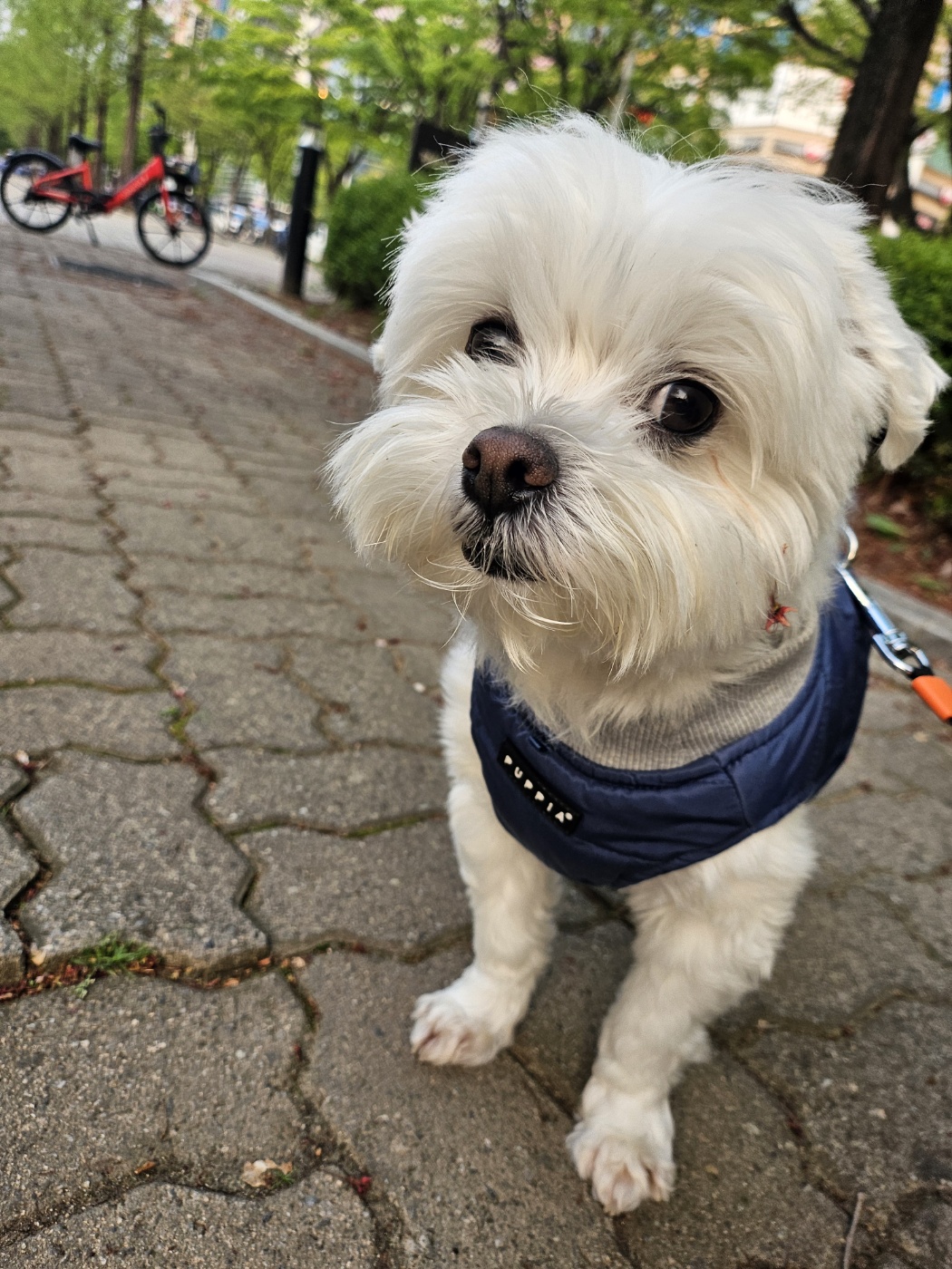 일산공원 산책 중인 강아지