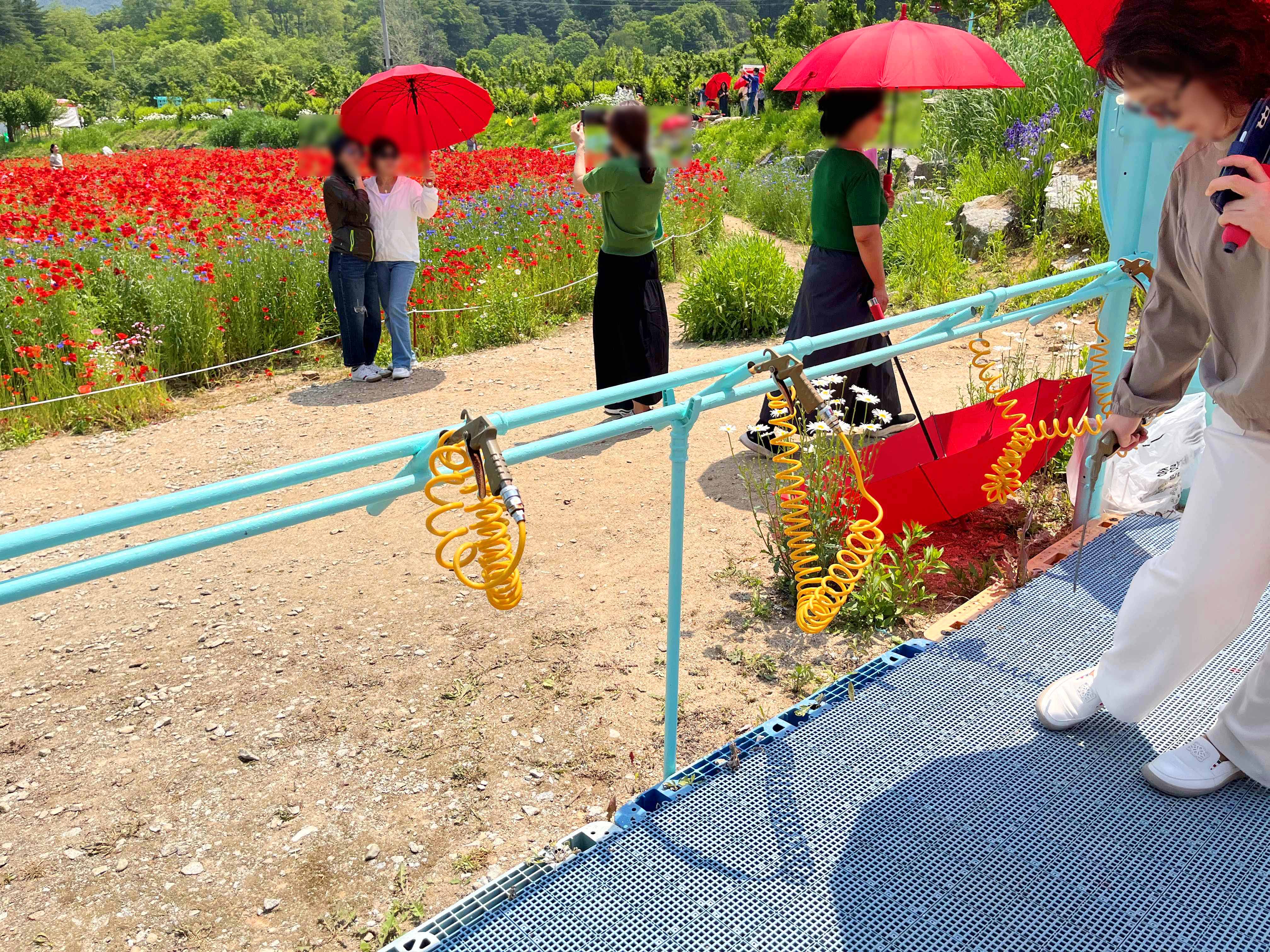 용수골 꽃양귀비 축제