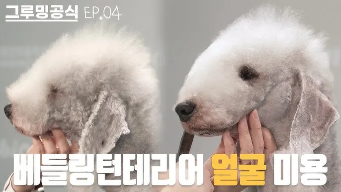베들링턴 테리어 가격 분양 미용 성격_5