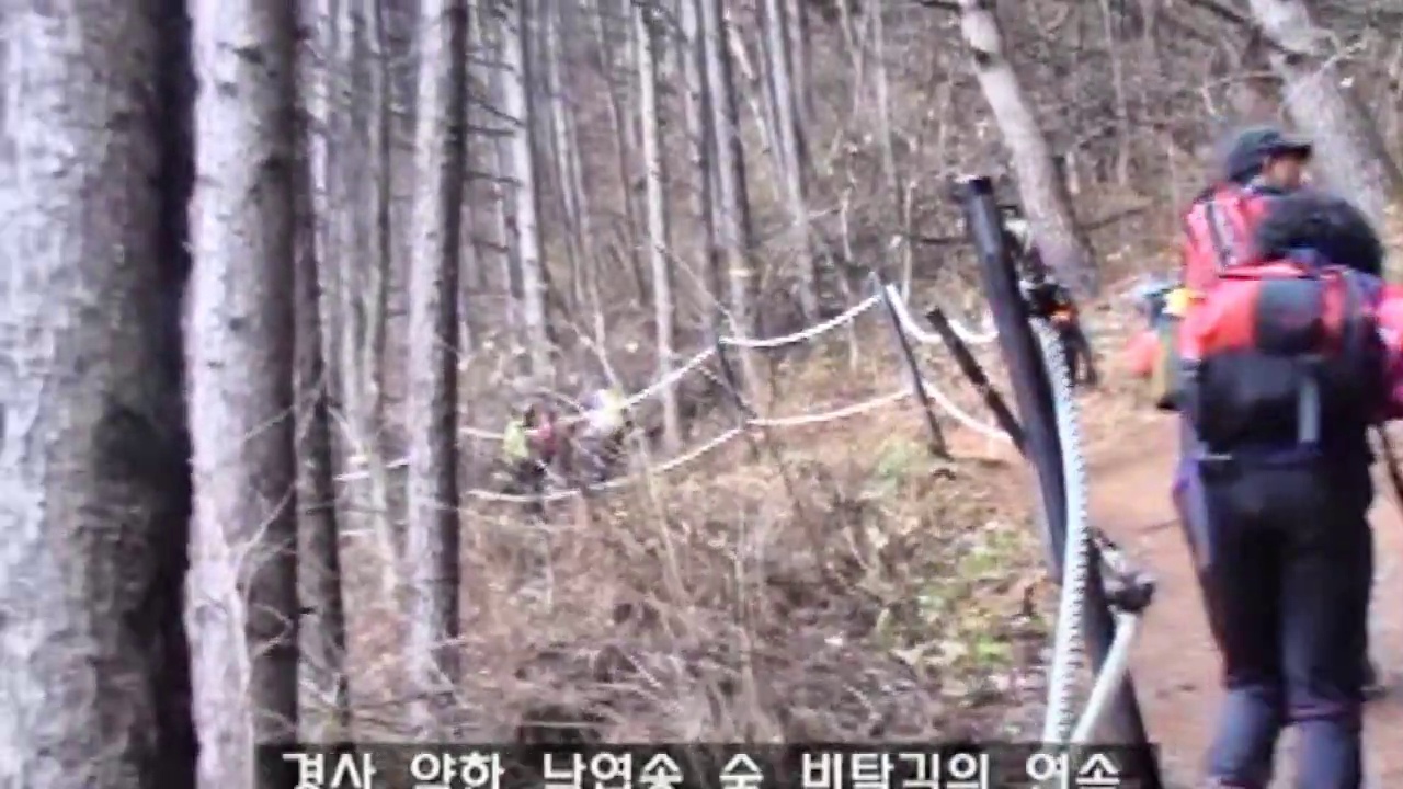로프 난간을 따라 이어지는 낙엽송 숲 비탈길