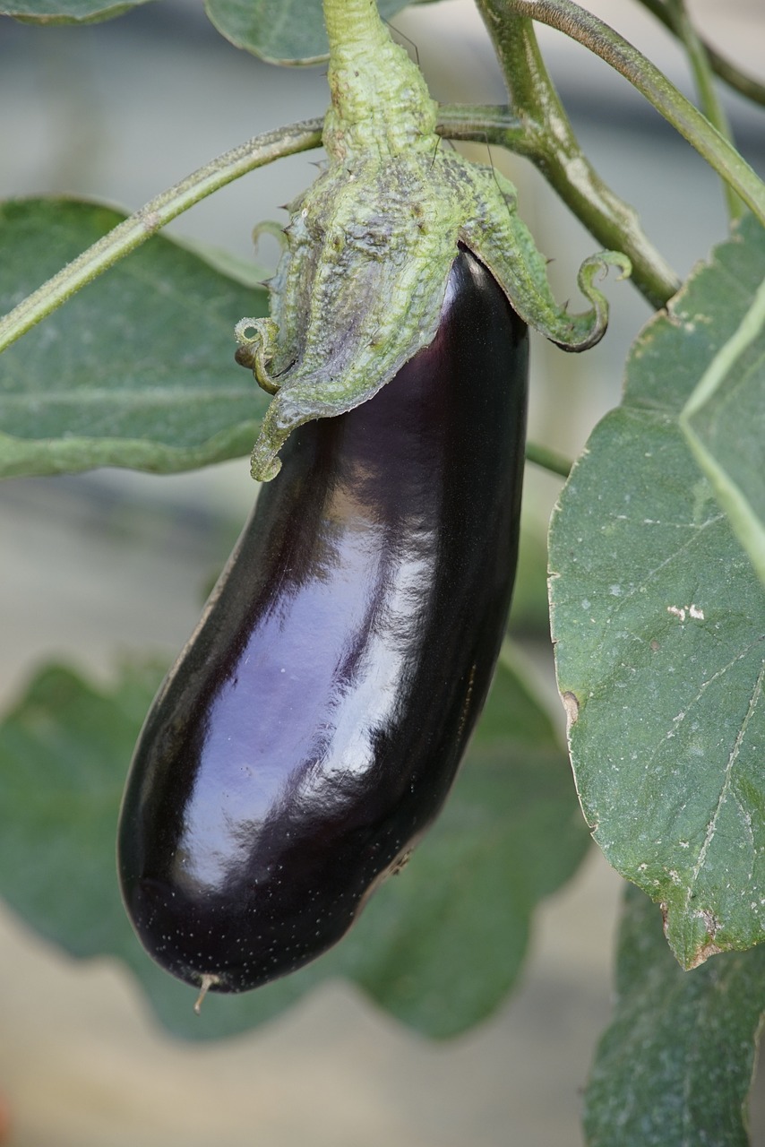 가지조림 관련 사진