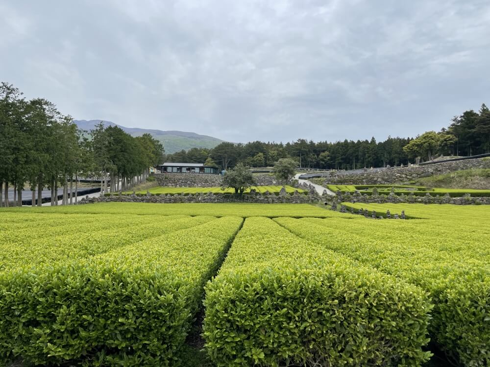 제주-서귀다원-녹차밭