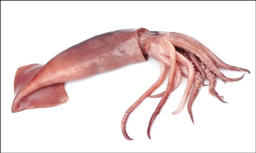 오징어 다리 개수 실사 이미지 사진