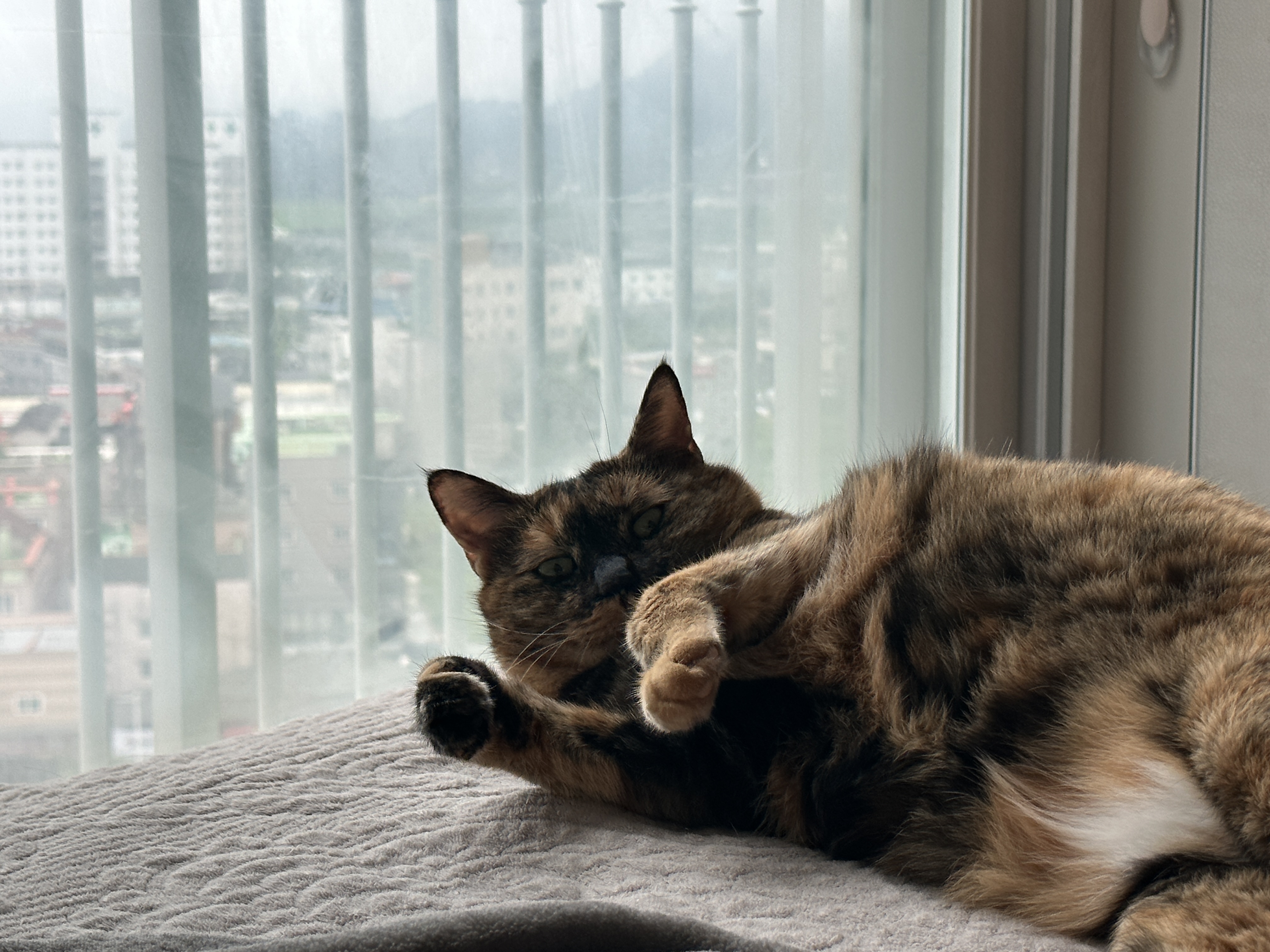 엄마랑_눈마주친_카오스고양이_사랑이