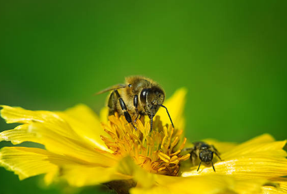 프로폴리스 효능, 부작용, 복용법 총정리 (2024ver)