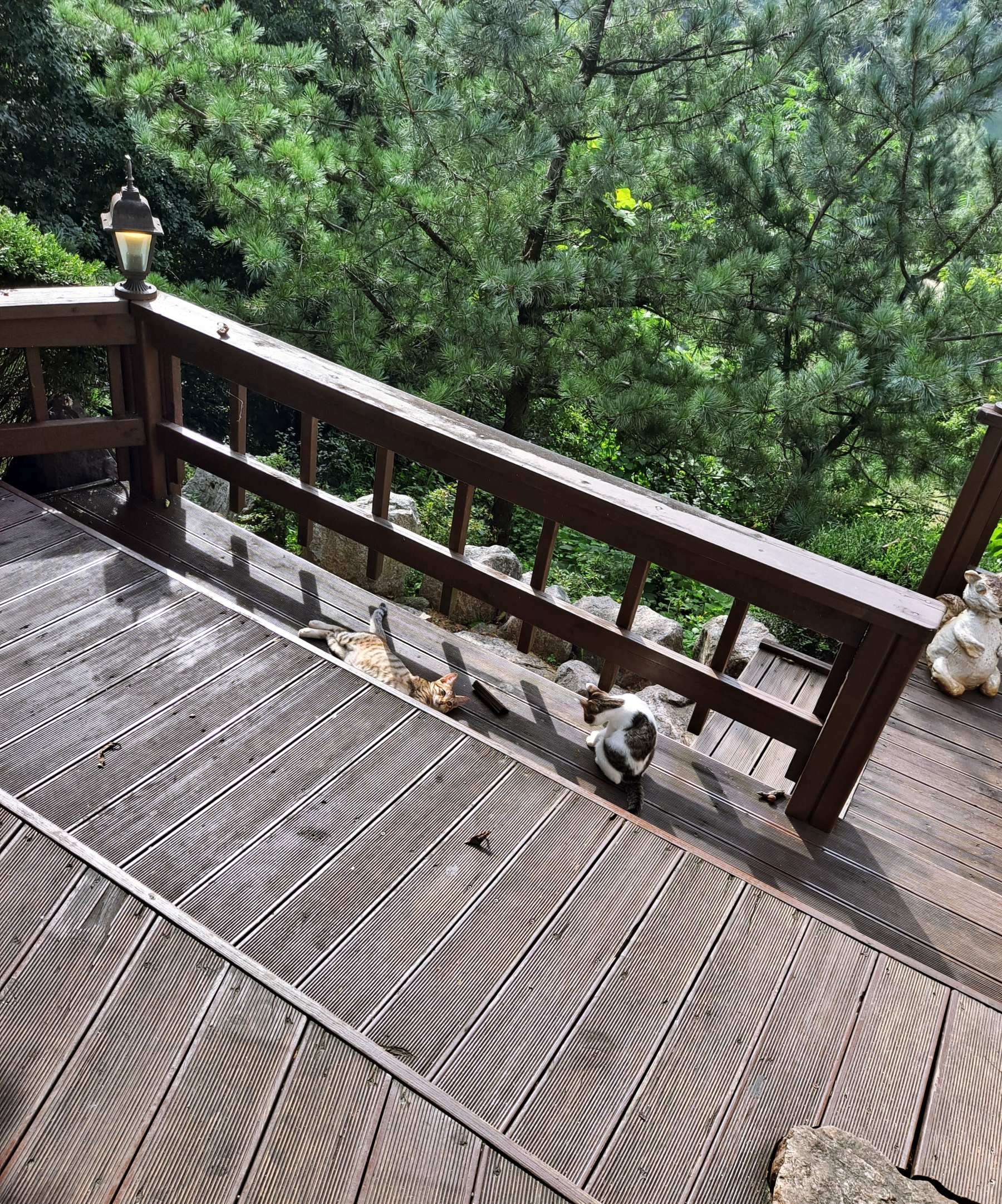 커피라끄 냥이들