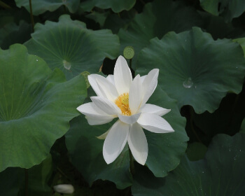 무안 연꽃축제_1