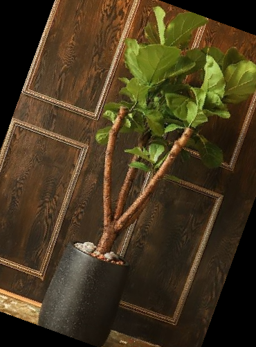 실내 공기정화식물 순위