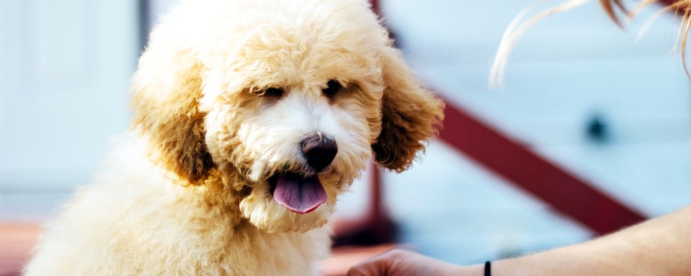 사료 급하게 먹는 강아지 7