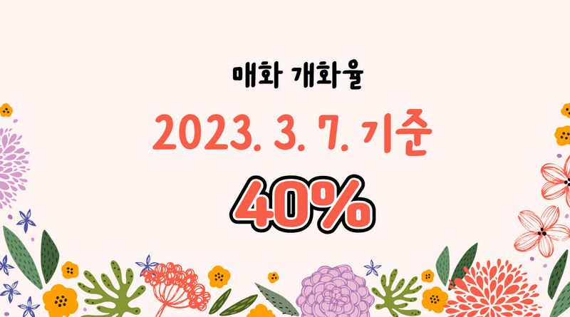 광양 매화 개화율