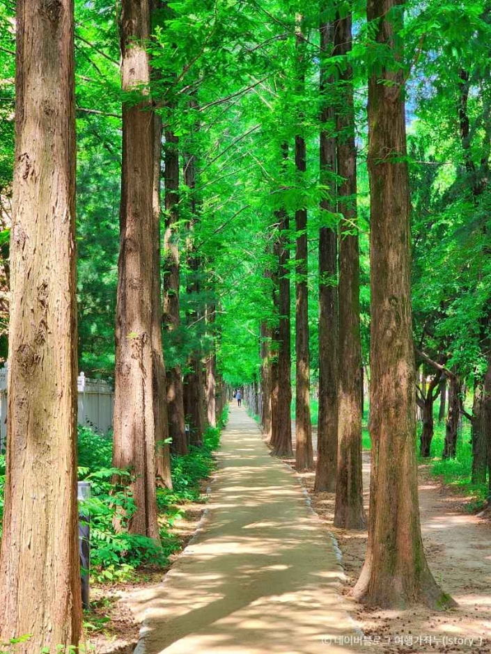 대구 호산공원 메타세쿼이아길