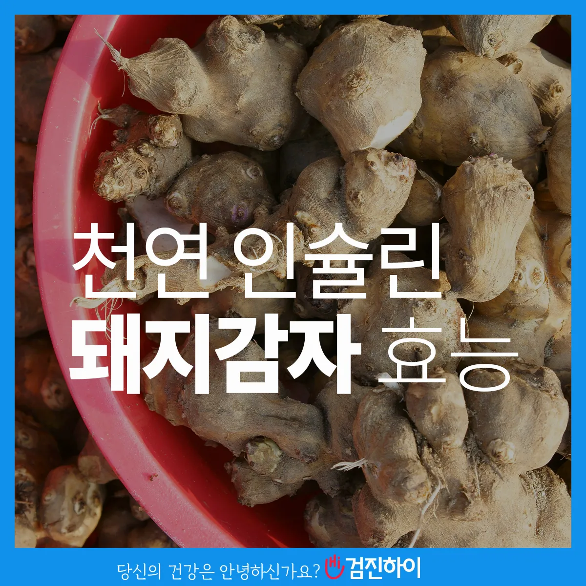 돼지감자 수확시기 먹는법 파종시기_3