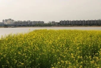서래섬 유채꽃 축제 2025 서울 봄꽃 명소_20