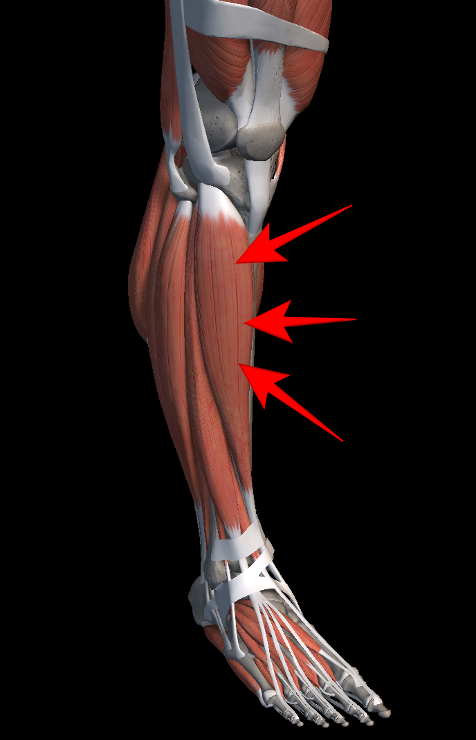 정강이 통증 원인 증상