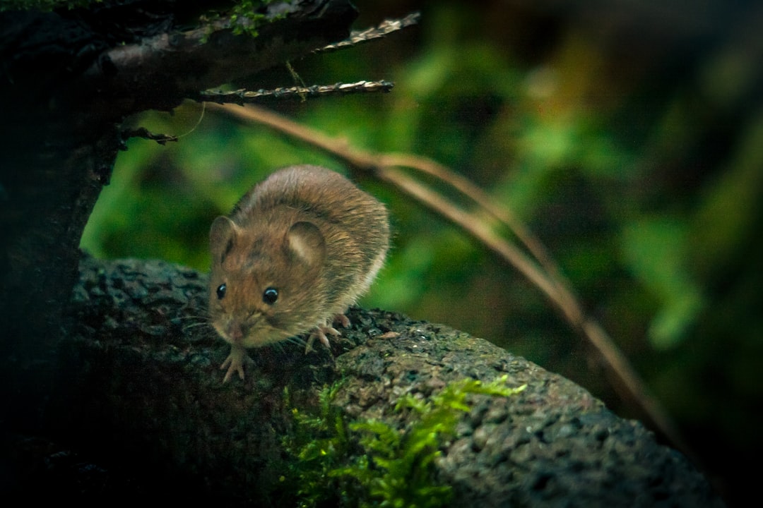Mouse.