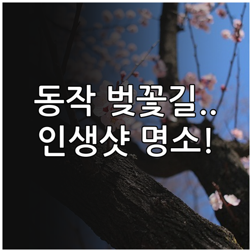 현충원 수양벚꽃부터 보라매공원까지 동..