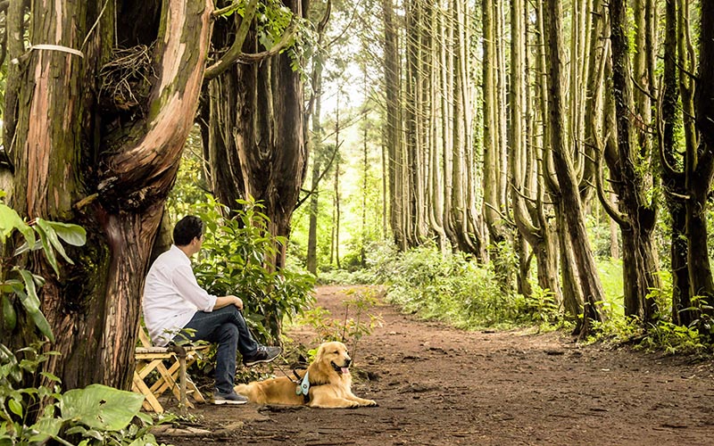 제주워케이션_안돌오름 비밀의 숲에서강아지와함께