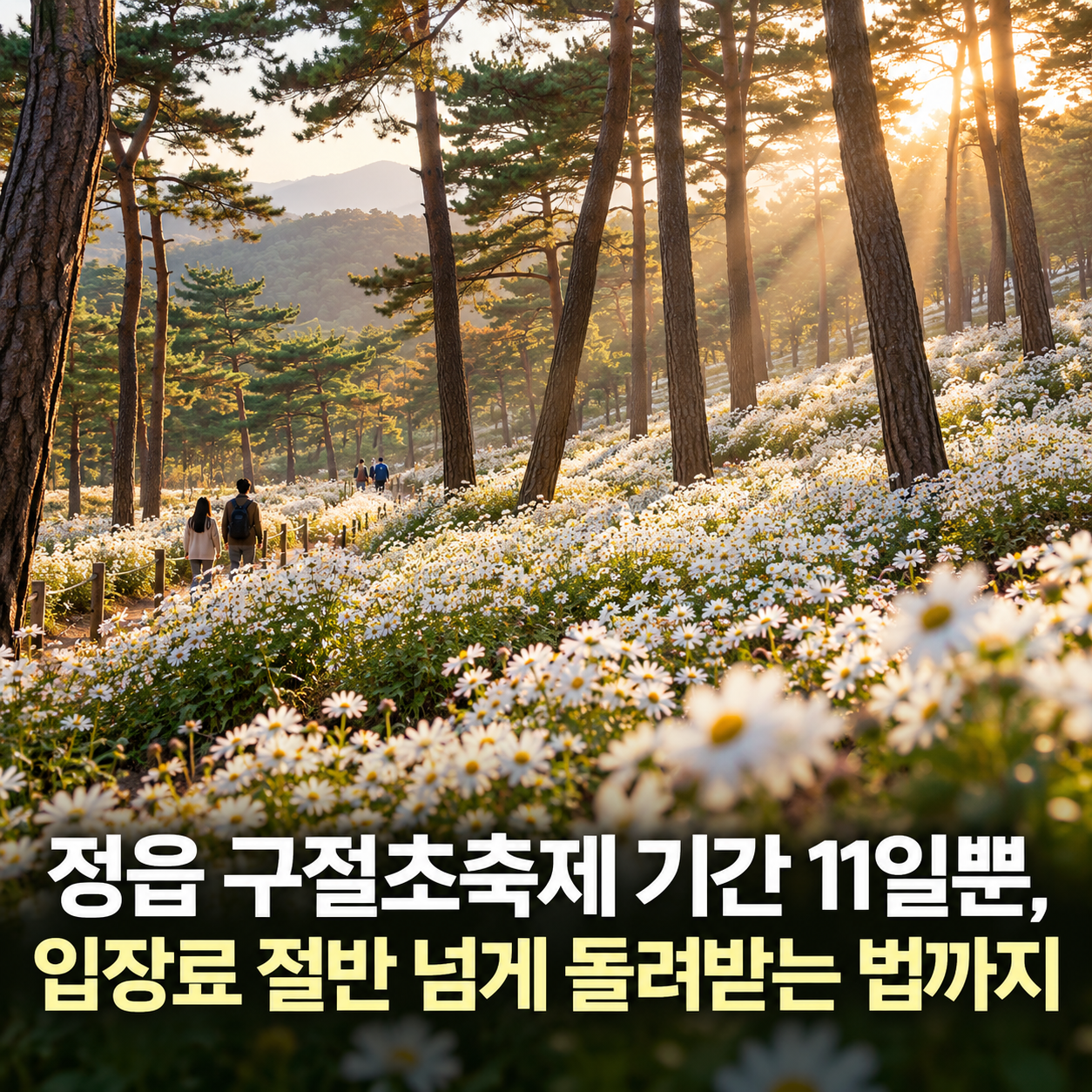 정읍 구절초축제 기간 11일뿐, 입장료 절반 넘게 돌려받는 법까지