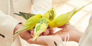 강원도 홍천 알파카월드 