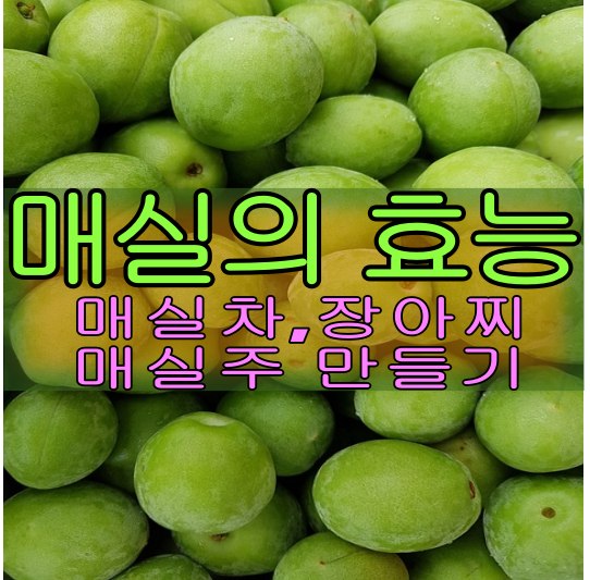 매실의효능,매실차,매실장아찌,매실주,5월6월제철과일매실