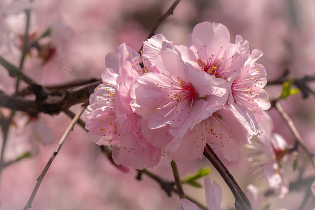 벚꽃 개화시기 2022