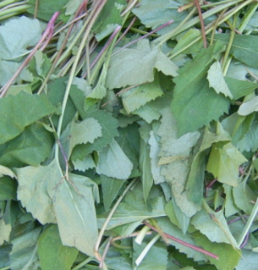 취나물 효능 부작용 칼로리 고르는법