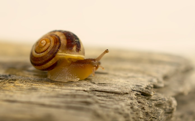달팽이